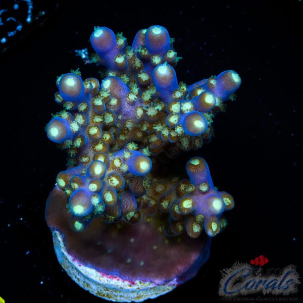 EC Nebula Super Blue Yellow Polyps Acro