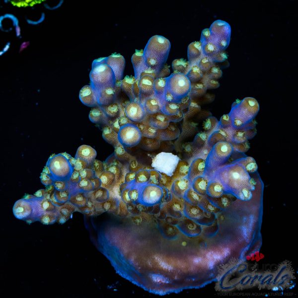 EC Nebula Super Blue Yellow Polyps Acro