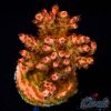 EC ForestFire Table Acro NEW