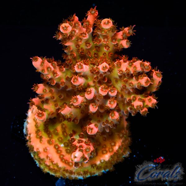 EC ForestFire Table Acro NEW