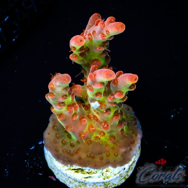 EC Akil's Sea Of Flames Acro NEW EX