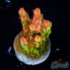 EC Akil's Sea Of Flames Acro NEW EX