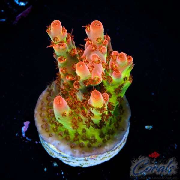 EC Akil's Sea Of Flames Acro NEW EX