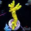 EC Goldenrod Anacro EX