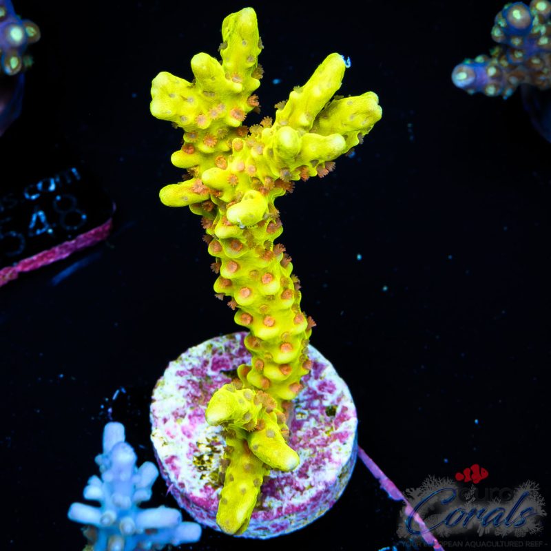 EC Goldenrod Anacro EX