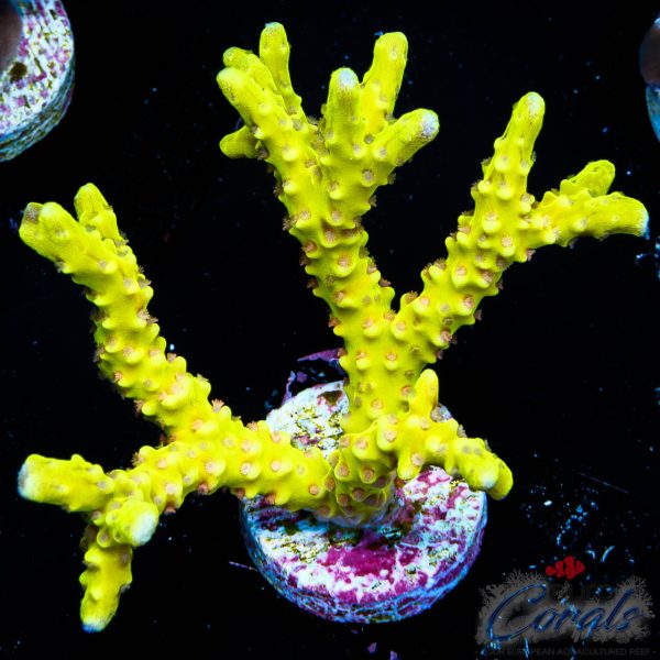 EC Goldenrod Anacro EX XL