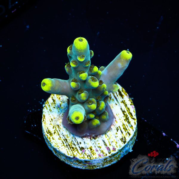 EC Akil’s Blue Flame Acro EX LIMITED