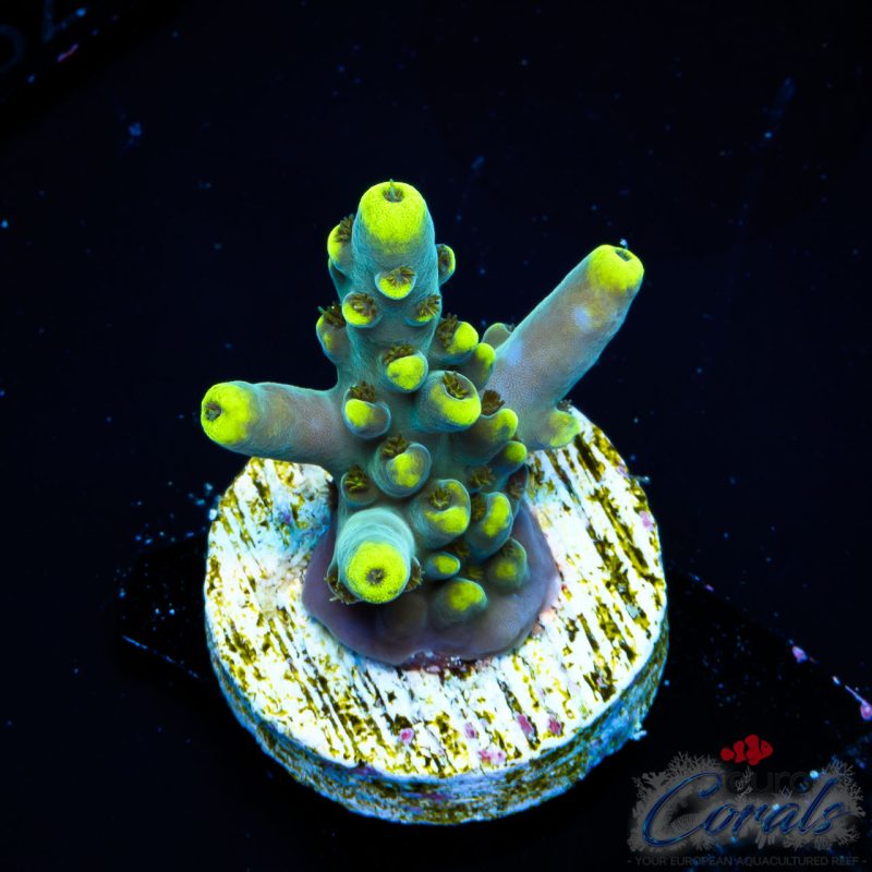 EC Akil’s Blue Flame Acro EX LIMITED