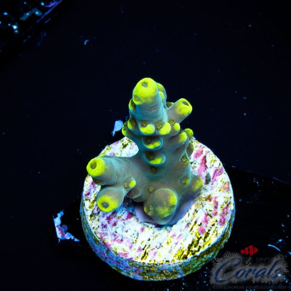 EC Akil’s Blue Flame Acro EX LIMITED
