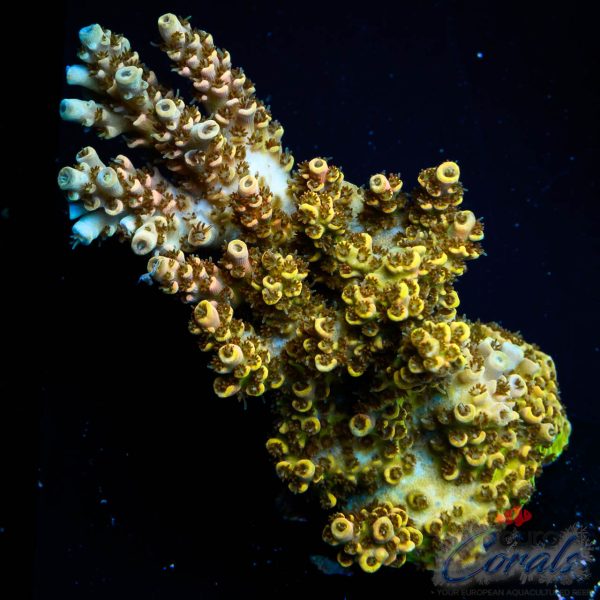 EC Mellow Yellow Acro NEW XL