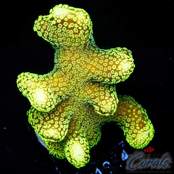 EC Sparkling Stars Stylo L