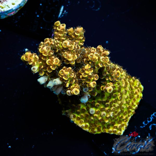 EC Mellow Yellow Acro NEW