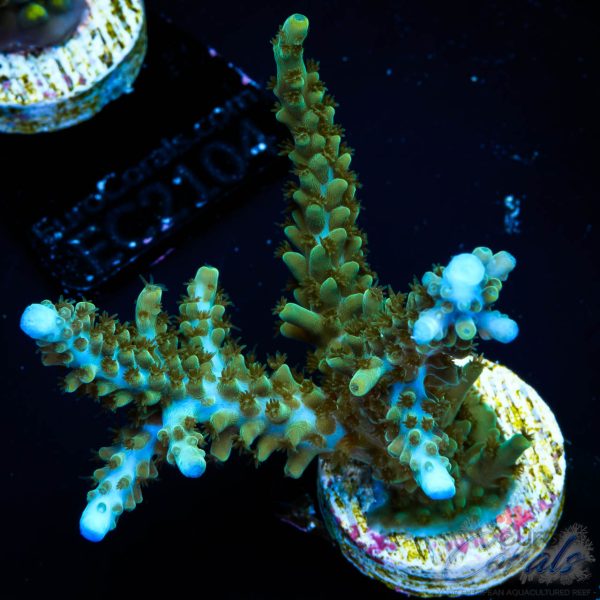 EC IceQueen Acro