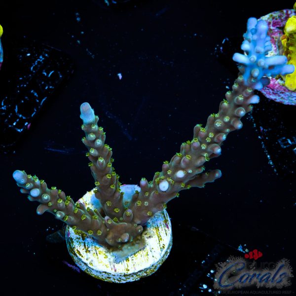 EC Shark Attack Acro