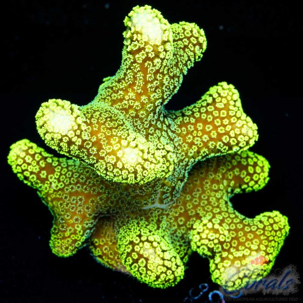 EC Sparkling Stars Stylo XL