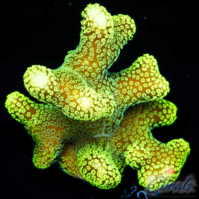 EC Sparkling Stars Stylo XL