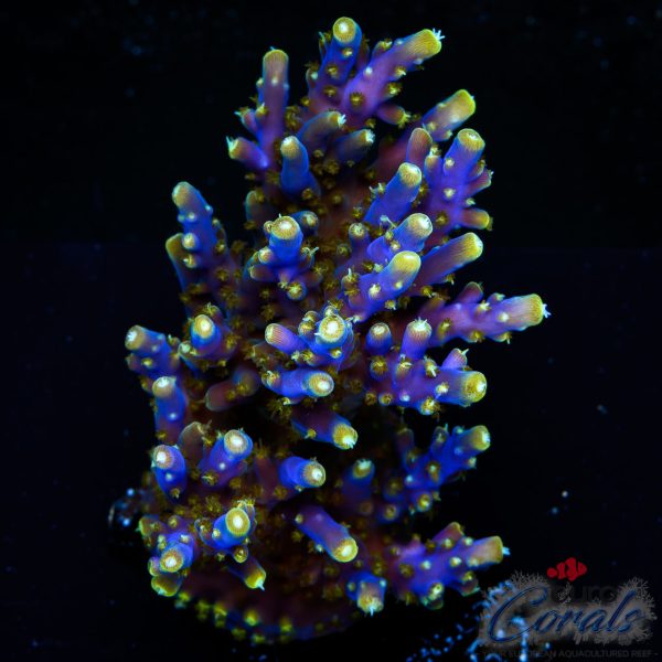 EC Blue Candle Acro XL