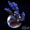 EC Blue Candle Acro