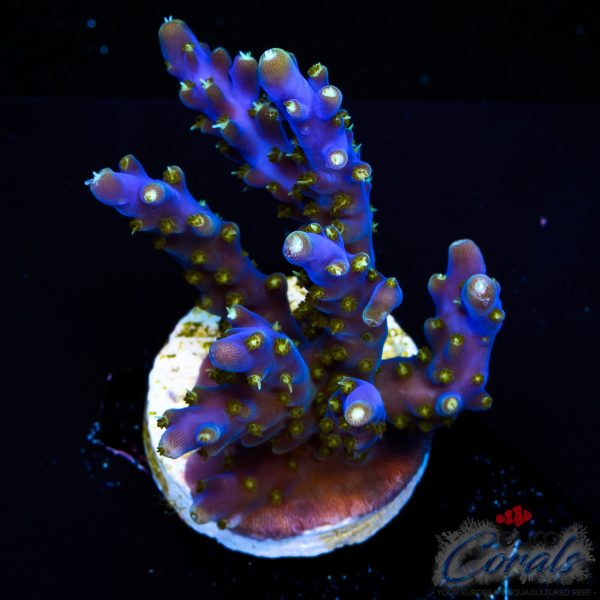 EC Blue Candle Acro