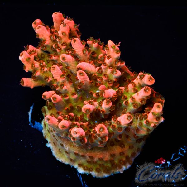 EC ForestFire Table Acro NEW