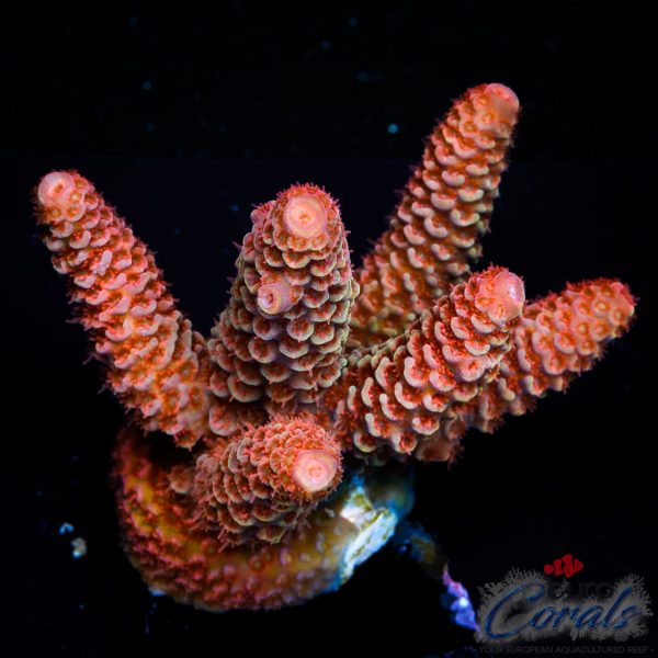 EC Rainbow Red Spathulata