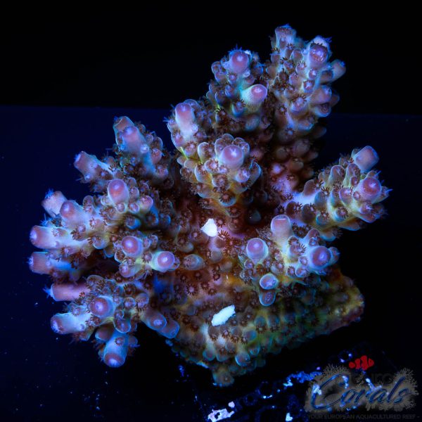 EC Purple Grapes Acro