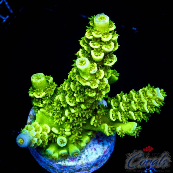 EC Neverland Tenuis Acro