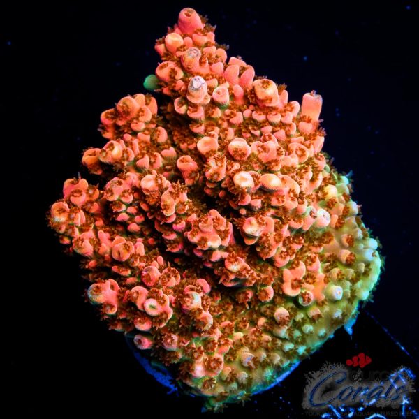 EC Super Orange Table Acro