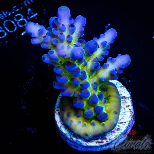 EC Blue Monster Acro