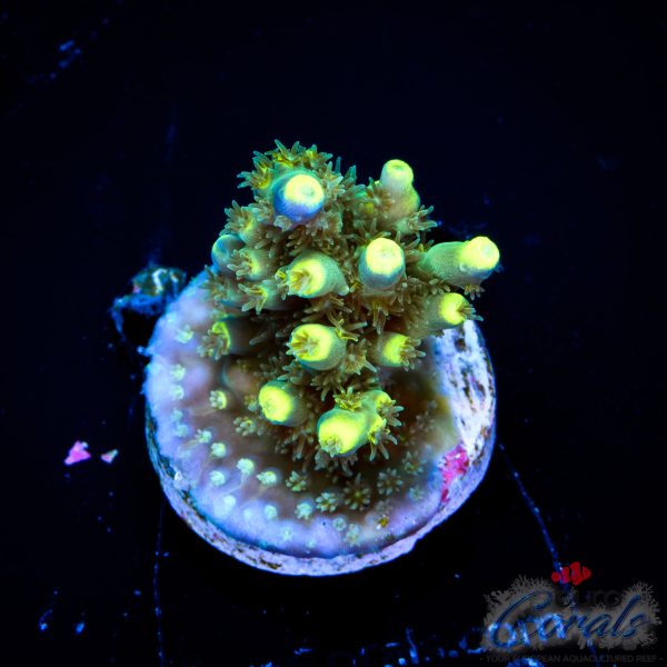 EC Blue Firefly Acro