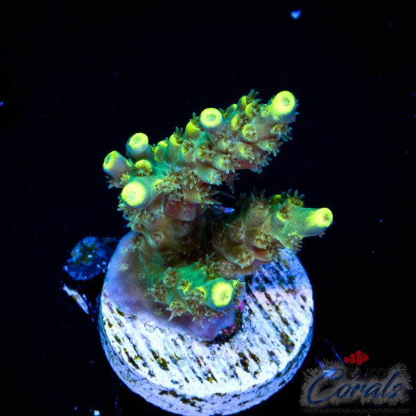 EC Blue Firefly Acro