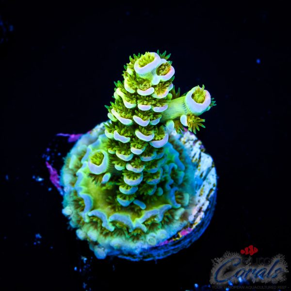 EC Fairytale Tenuis Acro NEW