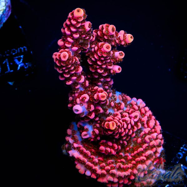 EC Funfetti Table Acro NEW