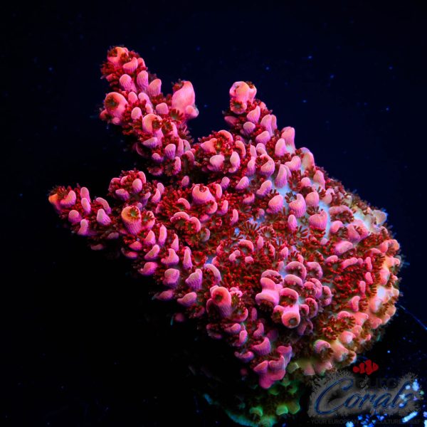 EC Funfetti Table Acro NEW