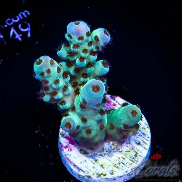 EC Cookie Monster Sarmentosa