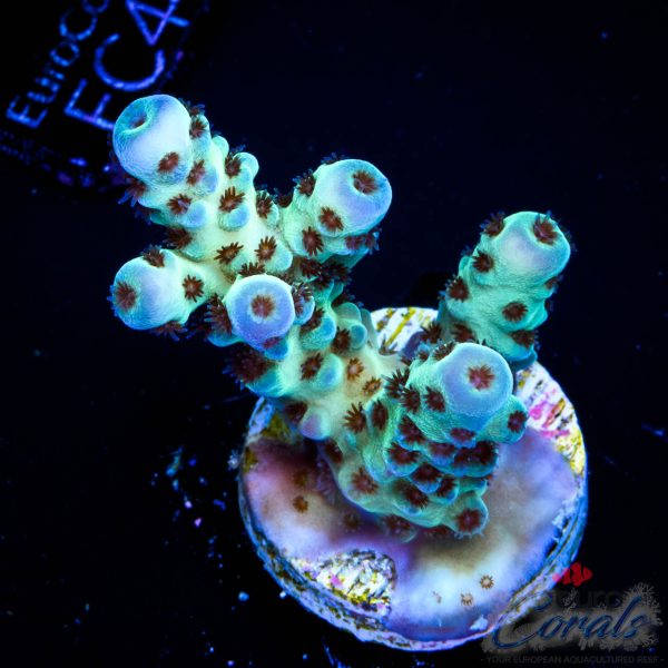 EC Cookie Monster Sarmentosa