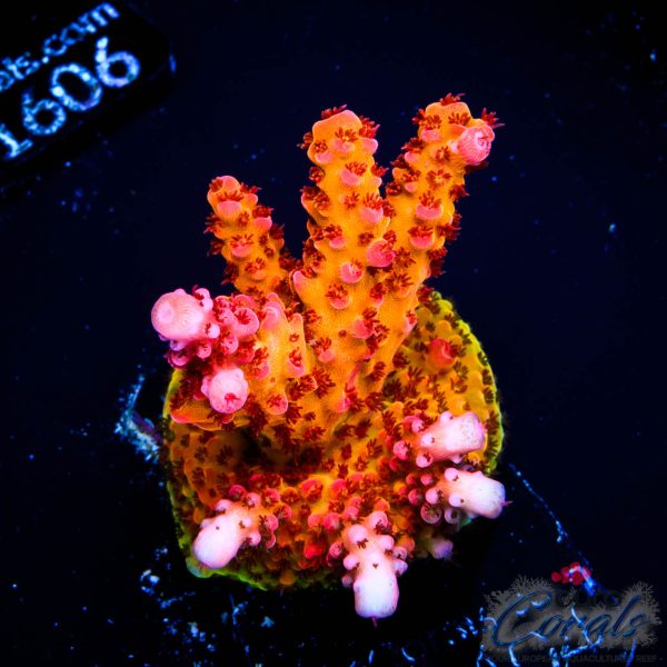 EC Akil’s DeadPool Acro NEW LIMITED