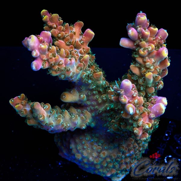 EC Fruity Pebbles Acro