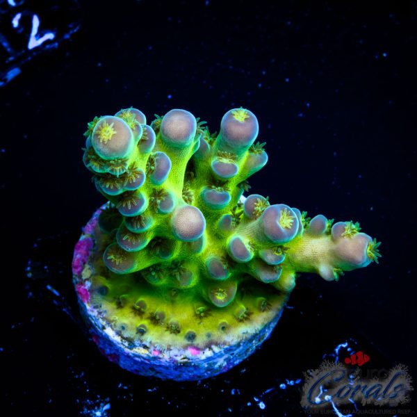 EC Tars Tarkas Acro NEW