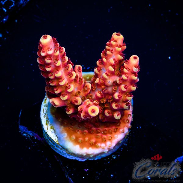 EC Akil’s Terra Red Acro NEW