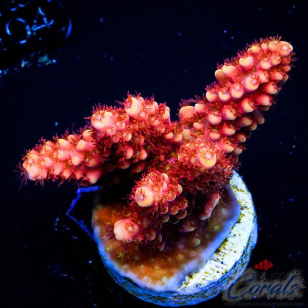 EC Akil’s Terra Red Acro NEW