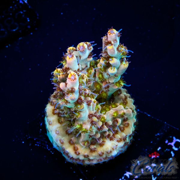 EC Akil’s Wasp Nest Acro