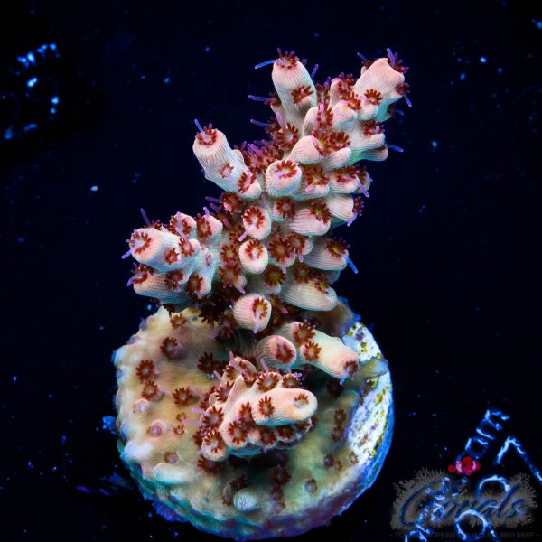 EC Akil’s Crayola Twist Acro NEW