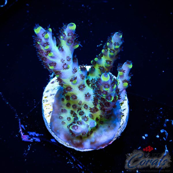 EC Akil’s BlackBerry Acro NEW