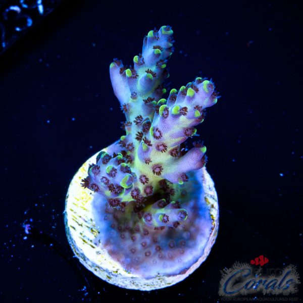 EC Akil’s BlackBerry Acro NEW