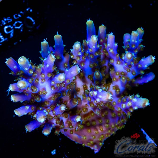 EC Blue Candle Acro XL