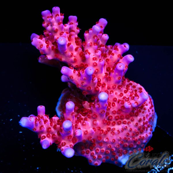 EC Purple Night Fury Acro EX