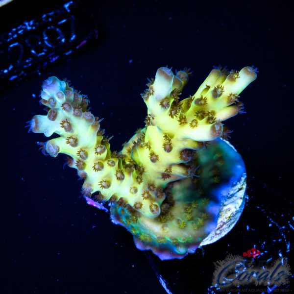 EC Hellblade Acro NEW