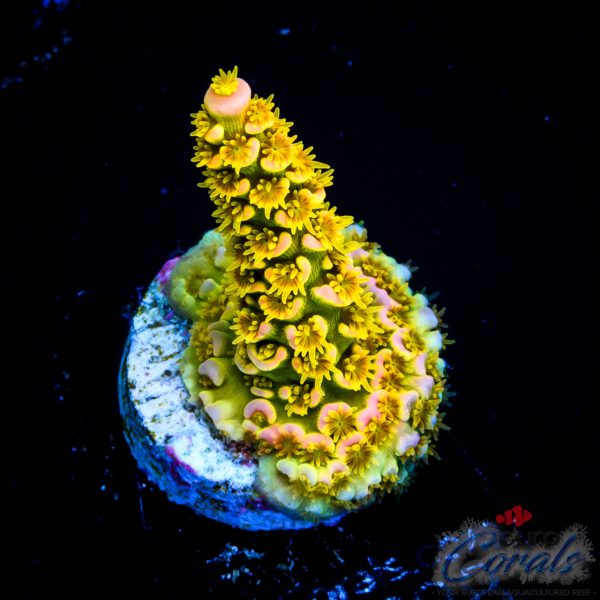 EC Akil`s WaltDisney Acro