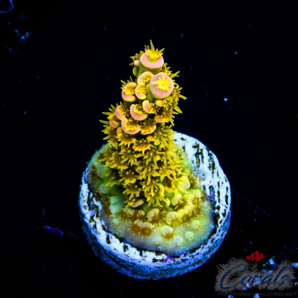 EC Akil`s WaltDisney Acro